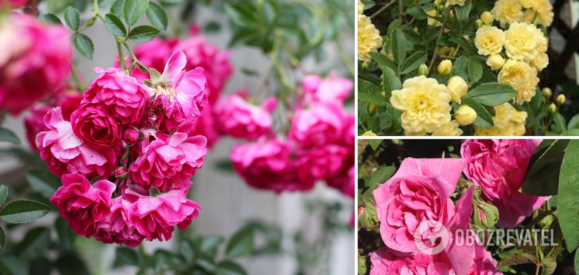 One mistake and the flowers are gone: what to do with rose bushes in February