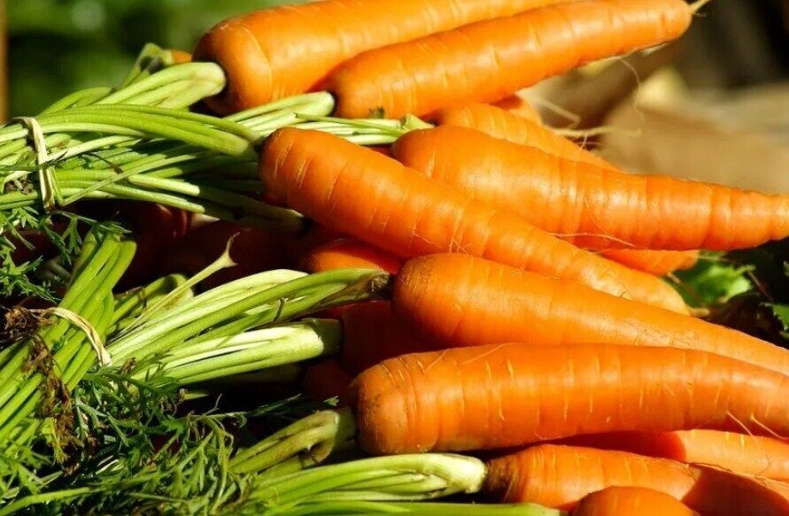 How to save carrots from fungus