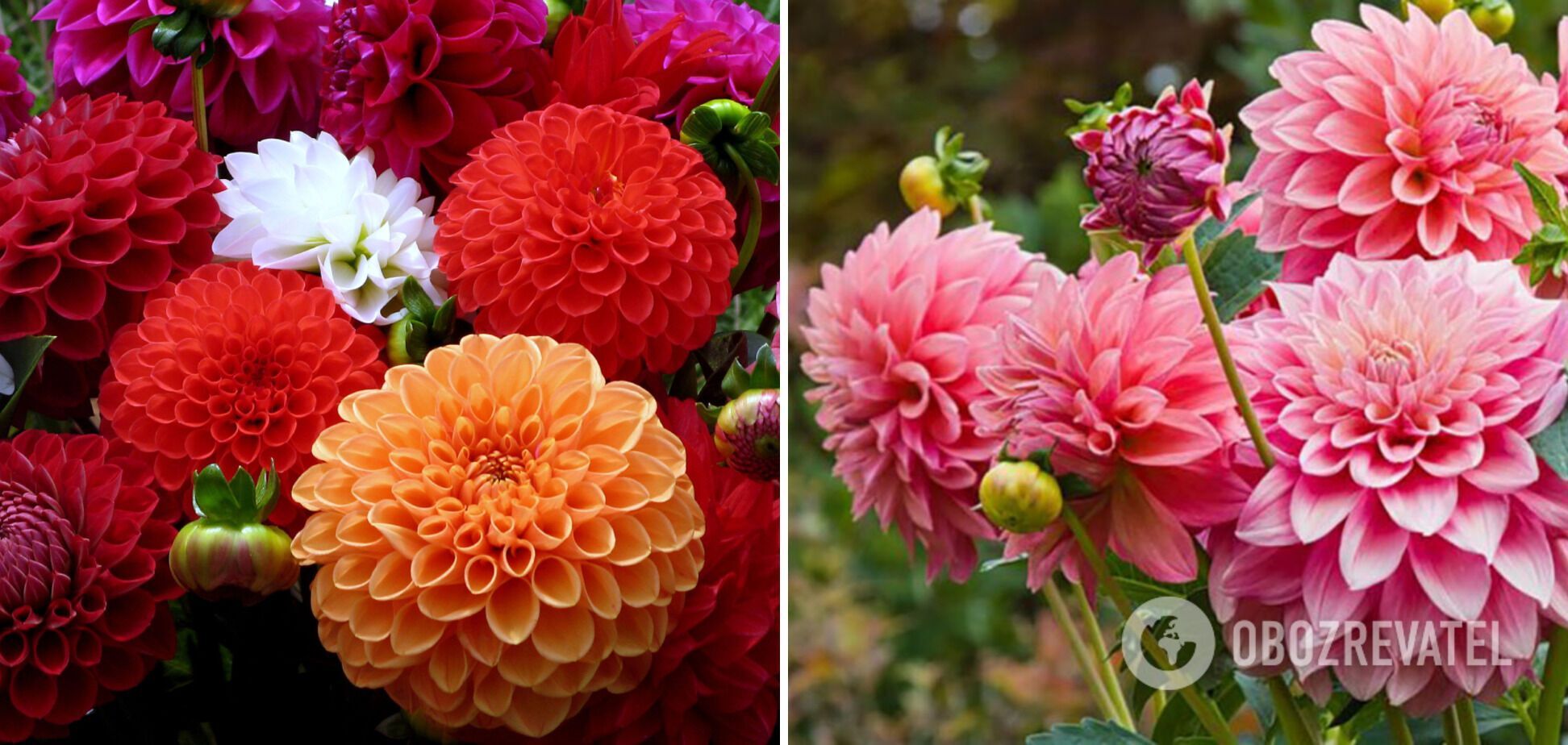 When to plant dahlias: tips for a blooming garden