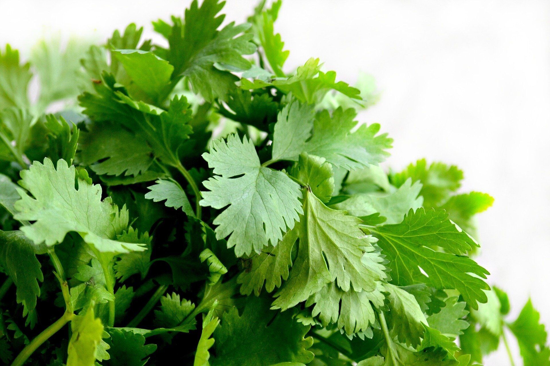 Parsley for cheesecakes
