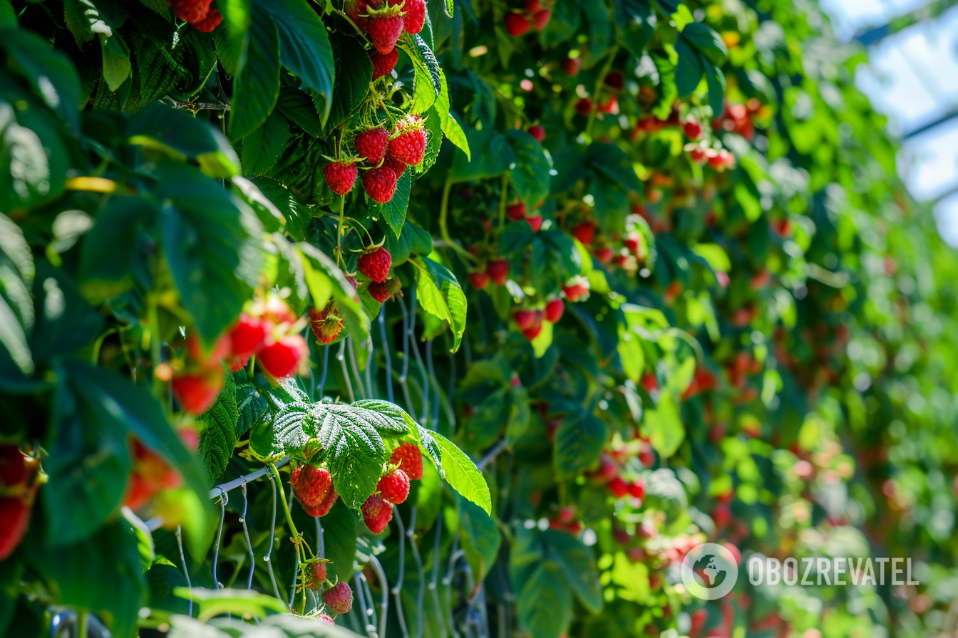 What to feed raspberries and currants with in spring: signs that the plants need fertilization