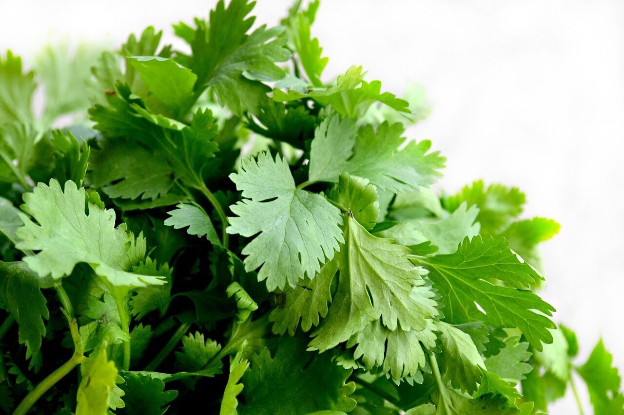 Parsley for cooking soup