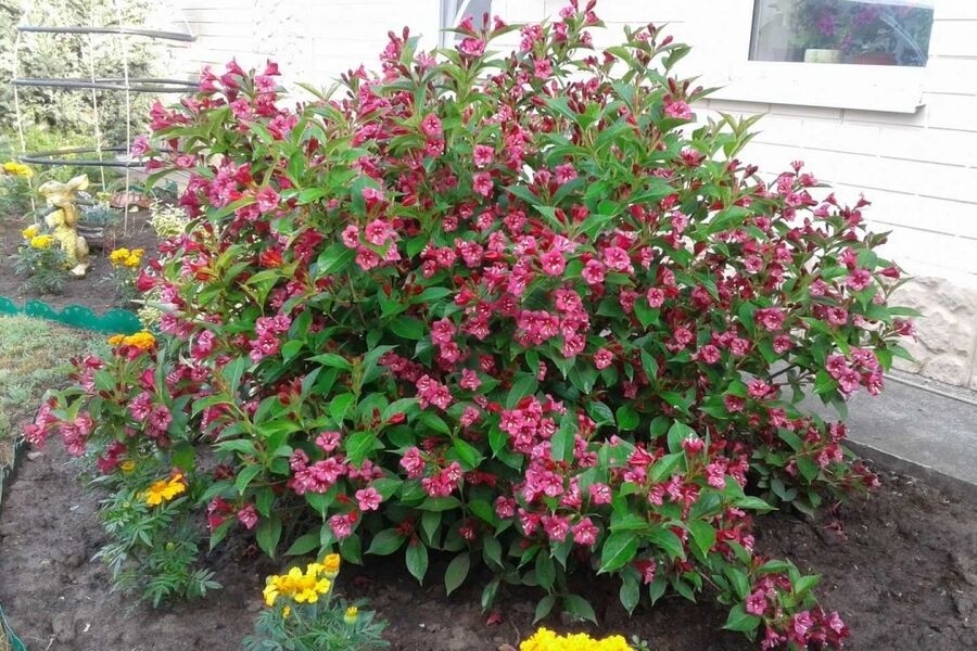 Blooming in spring: what bushes will become a real decoration of your garden