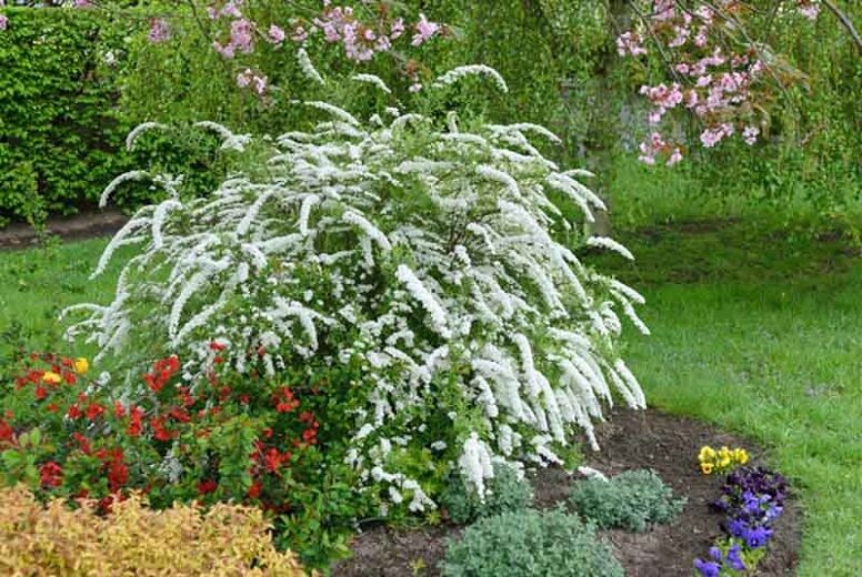 Blooming in spring: what bushes will become a real decoration of your garden