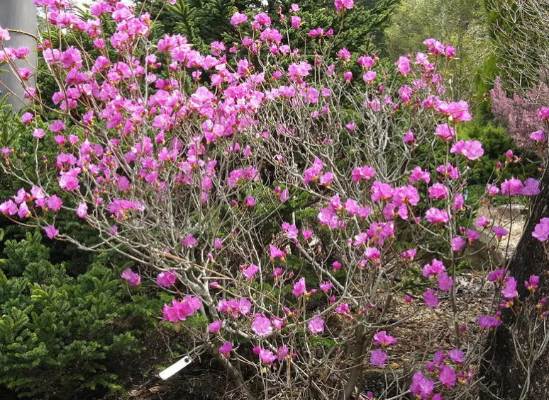 Blooming in spring: what bushes will become a real decoration of your garden