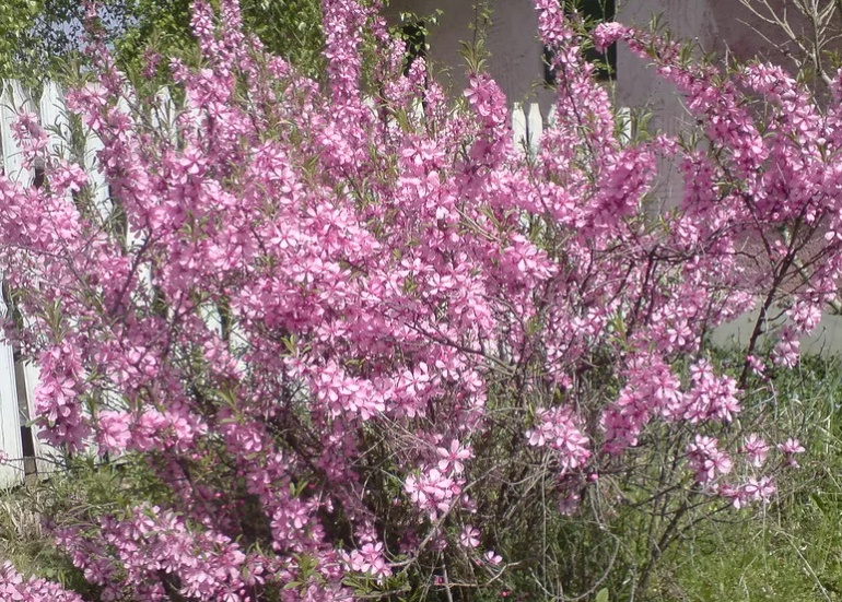 Blooming in spring: what bushes will become a real decoration of your garden