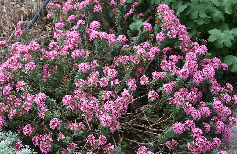 Blooming in spring: what bushes will become a real decoration of your garden