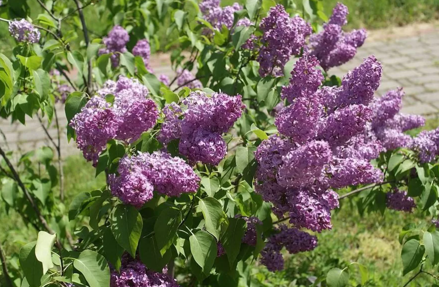 Blooming in spring: what bushes will become a real decoration of your garden
