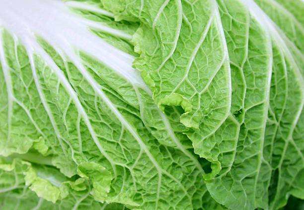 Chinese cabbage salad