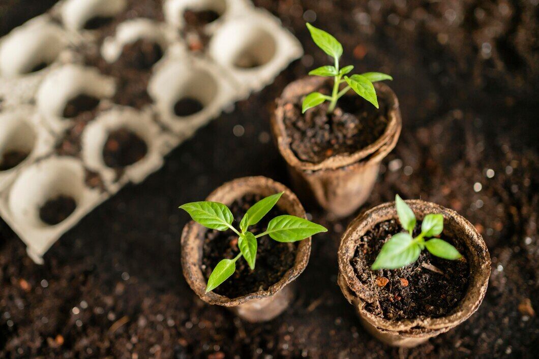 You do not have to transplant them: the easiest way to grow seedlings