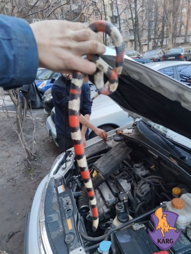 A woman in Kyiv found a snake from central Mexico under the hood of her car. Details and video
