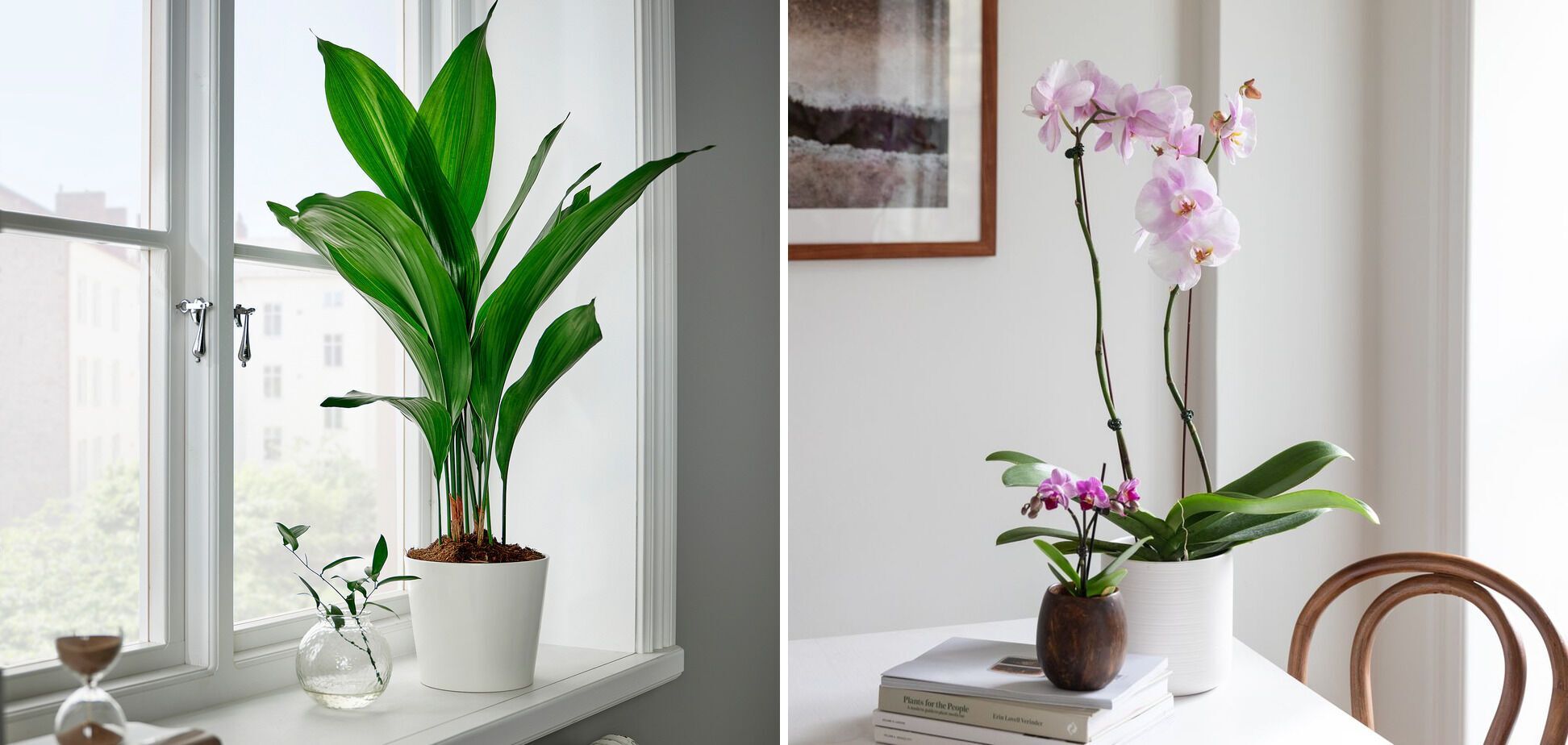 What indoor plants do cats like: safe and fragrant flowers