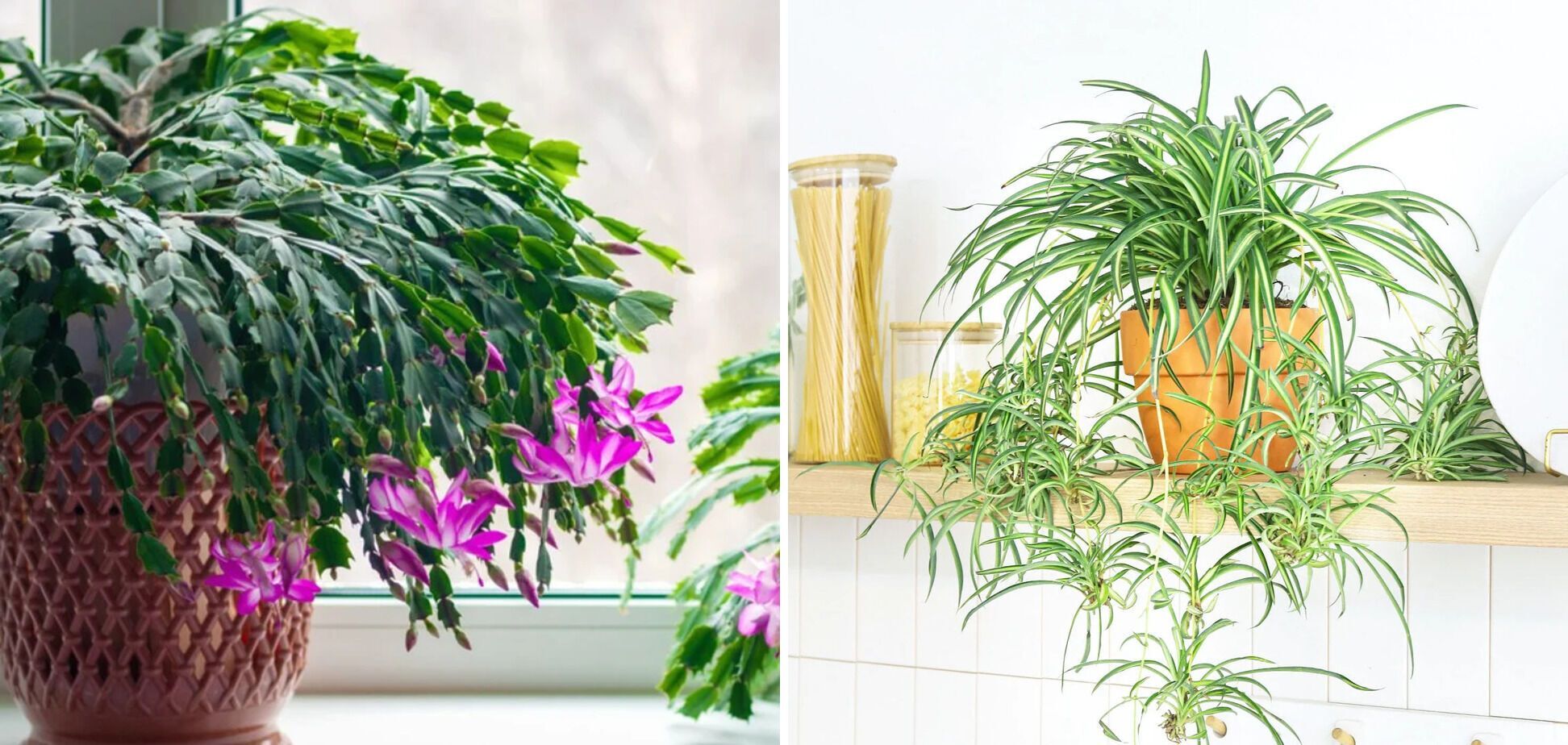 What indoor plants do cats like: safe and fragrant flowers