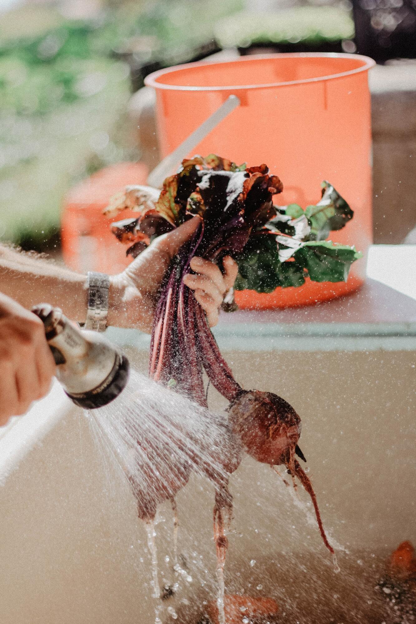 Why you should not add vinegar when boiling beets: expert answer