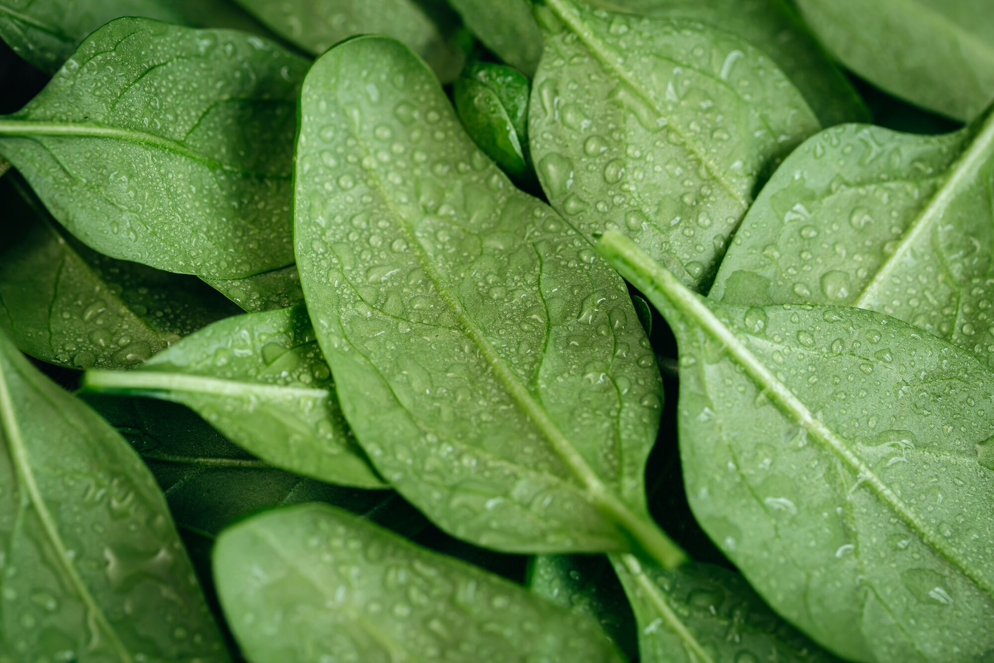 How to choose high-quality spinach and why it is better not to wash it before eating: an expert explains