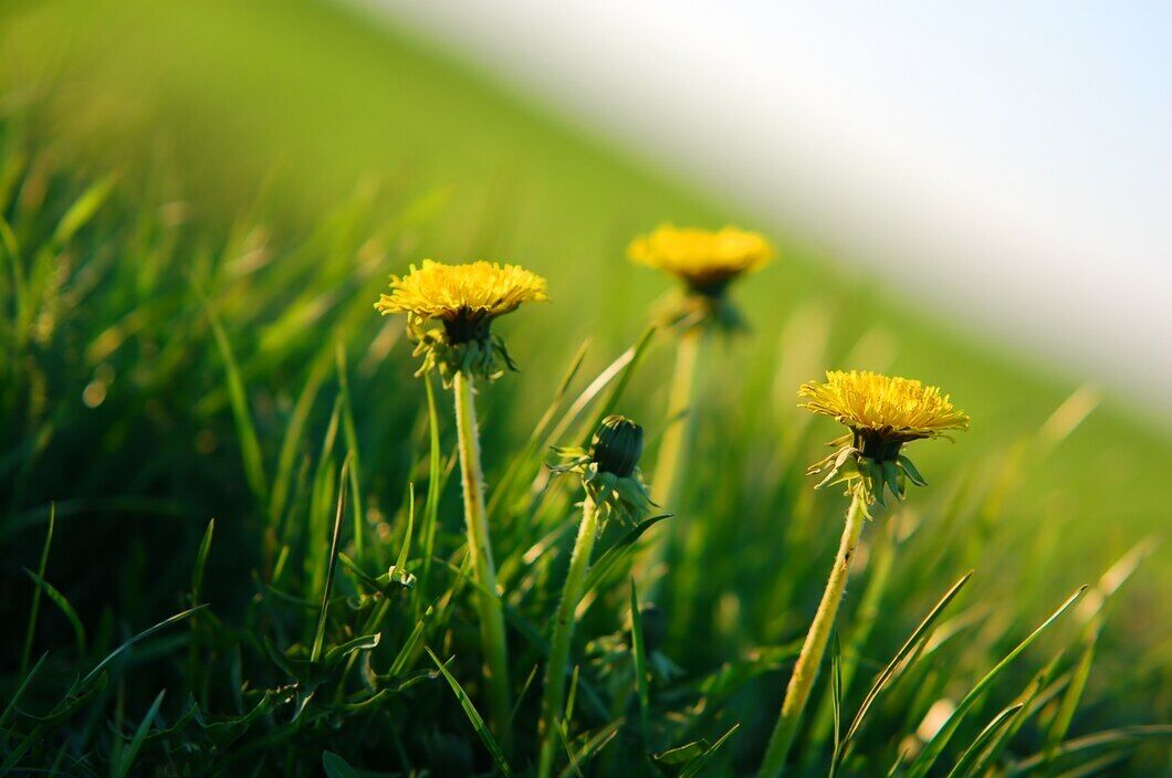 How to make your lawn thick and healthy: a trick that only a few know about