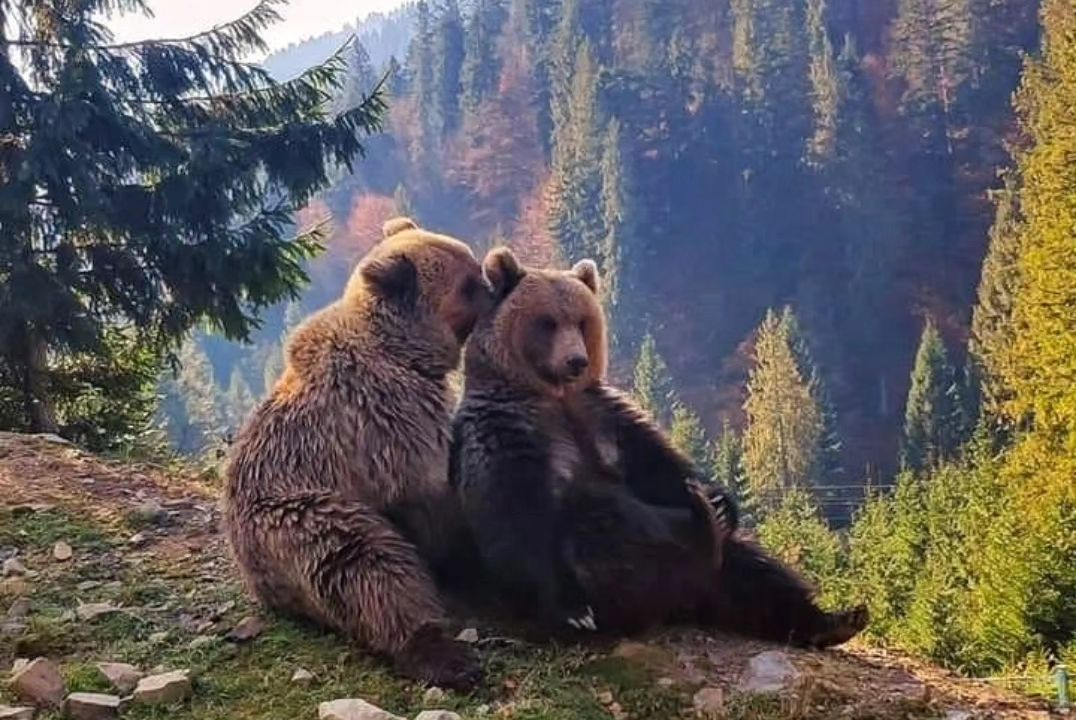 Niedźwiedzie przybywają do ośrodka z cyrków i atrakcji turystycznych