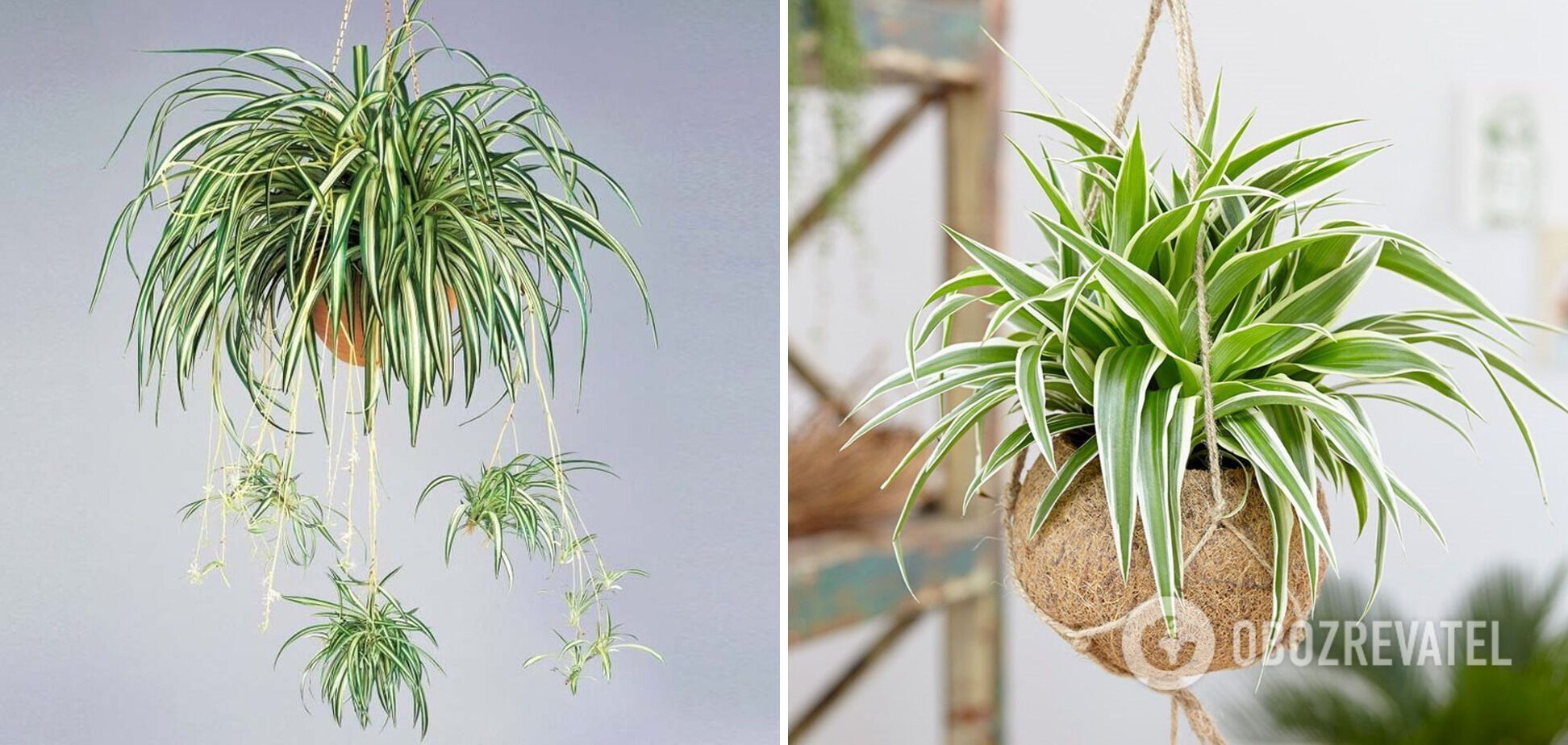 What indoor plants can be left unwatered for a month: top hardy flowers