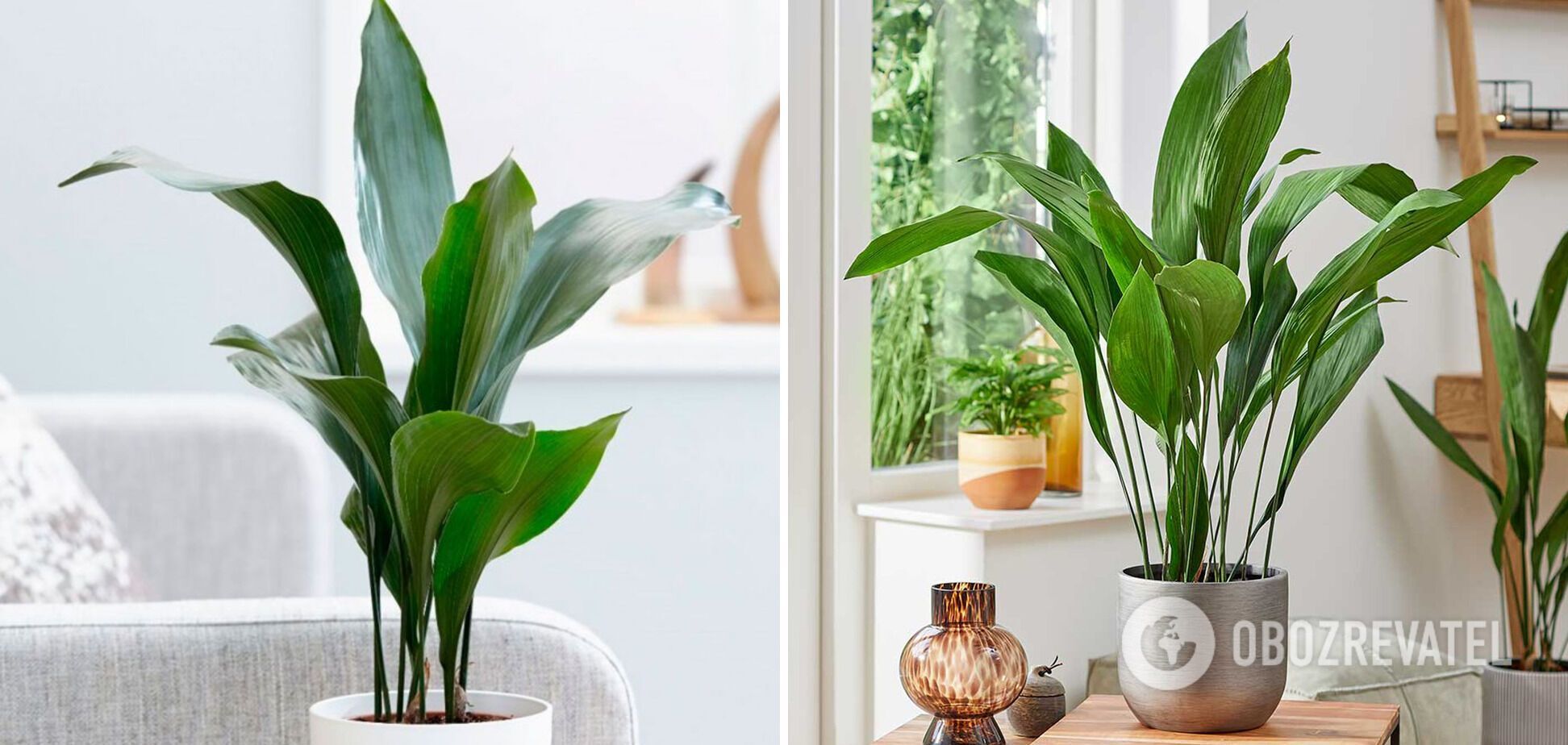 What indoor plants can be left unwatered for a month: top hardy flowers