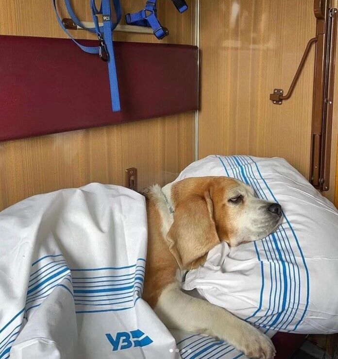 After the scandal with the military and service dog, Ukrzaliznytsia made an important decision