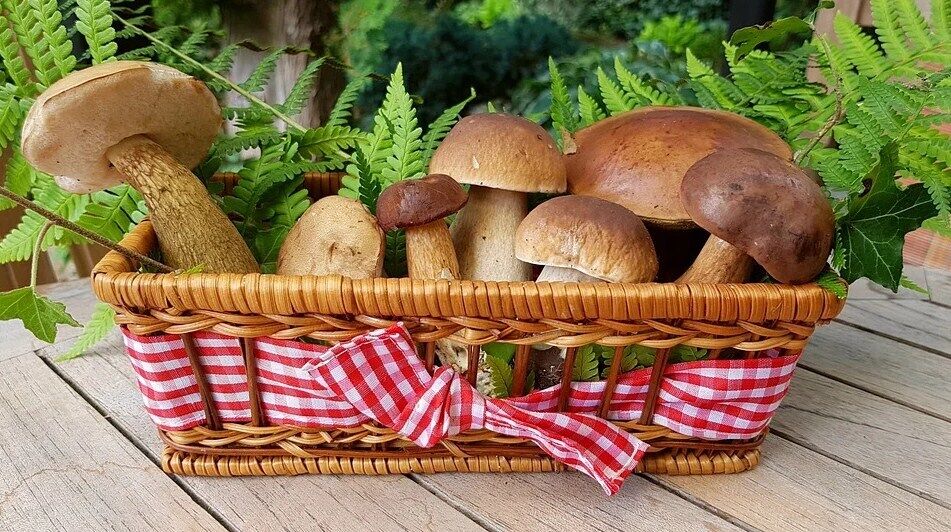 The best way to preserve mushrooms for the winter