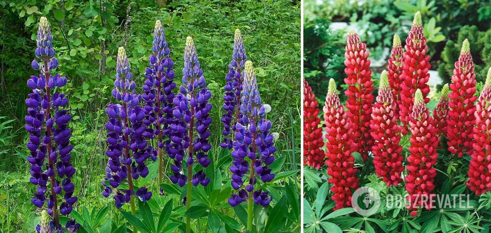 What perennials to sow in the garden in March: the most beautiful varieties