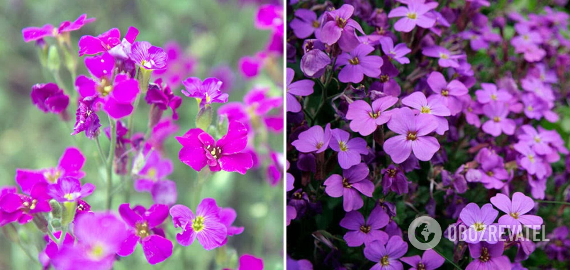 What perennials to sow in the garden in March: the most beautiful varieties