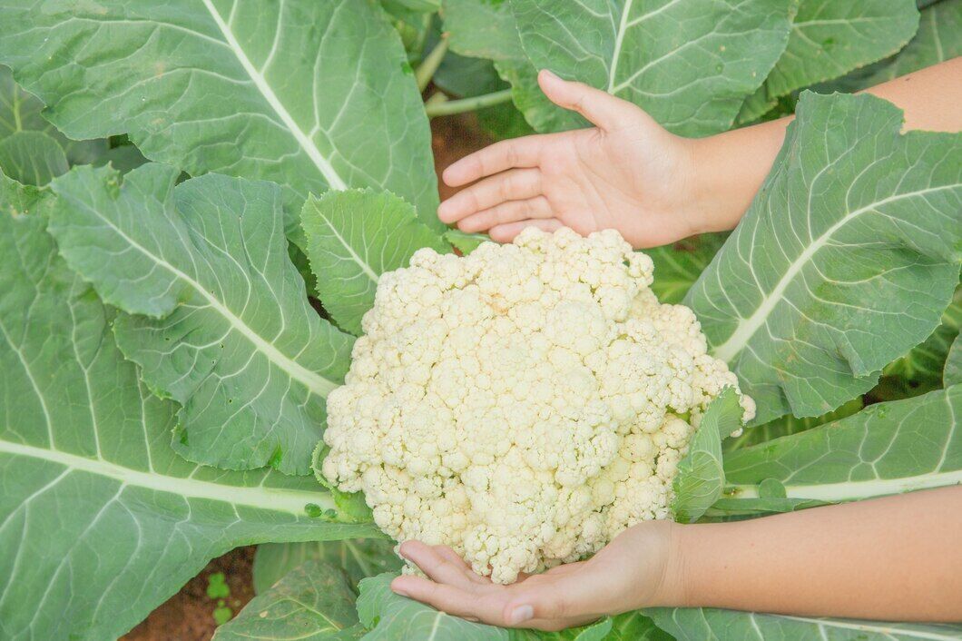 When to sow cauliflower for seedlings: tips 