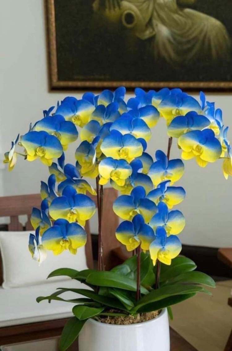 Orchidea ''Ukraina''.