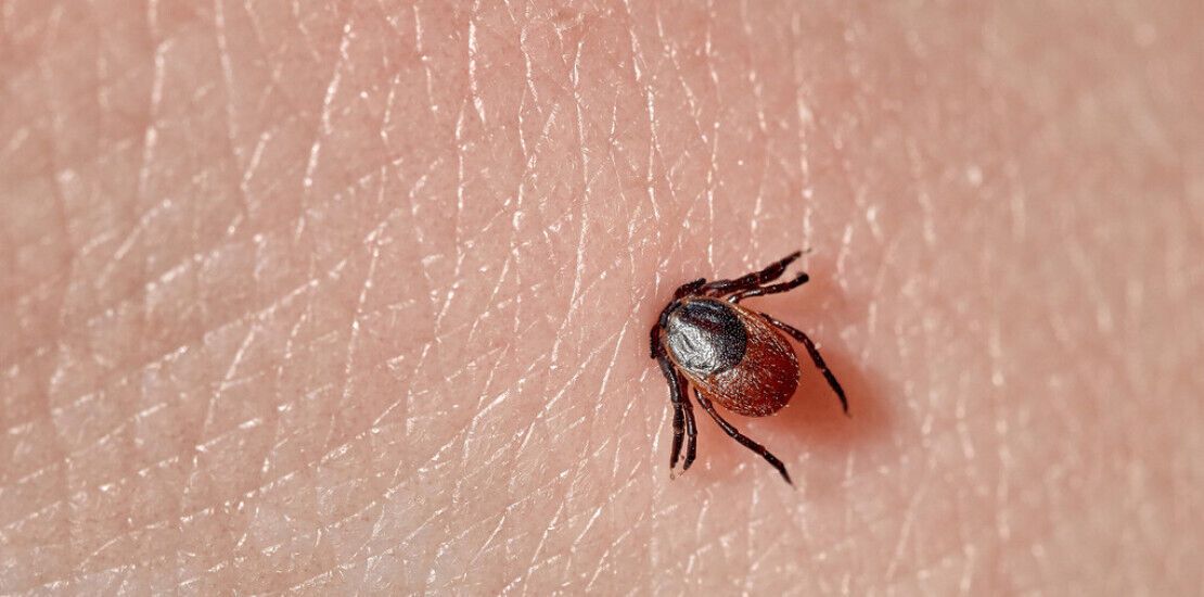Recognize infectious ticks: which ones carry encephalitis and borreliosis