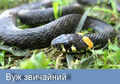 How to distinguish a viper from an adder: what venomous snakes look like. Photos