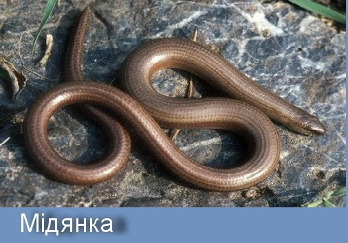 How to distinguish a viper from an adder: what venomous snakes look like. Photos