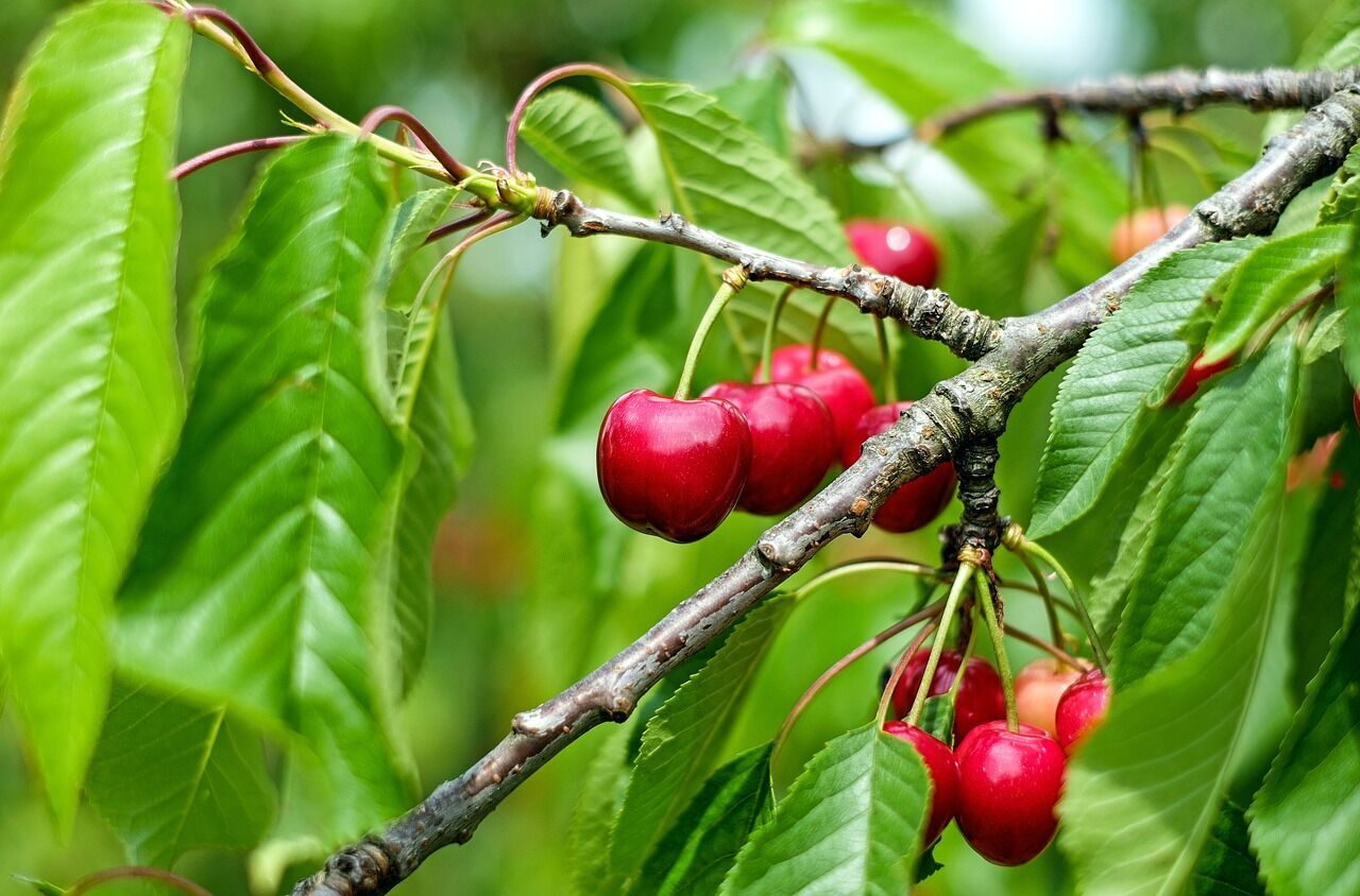 There will be a lot of berries: how to feed cherries in spring
