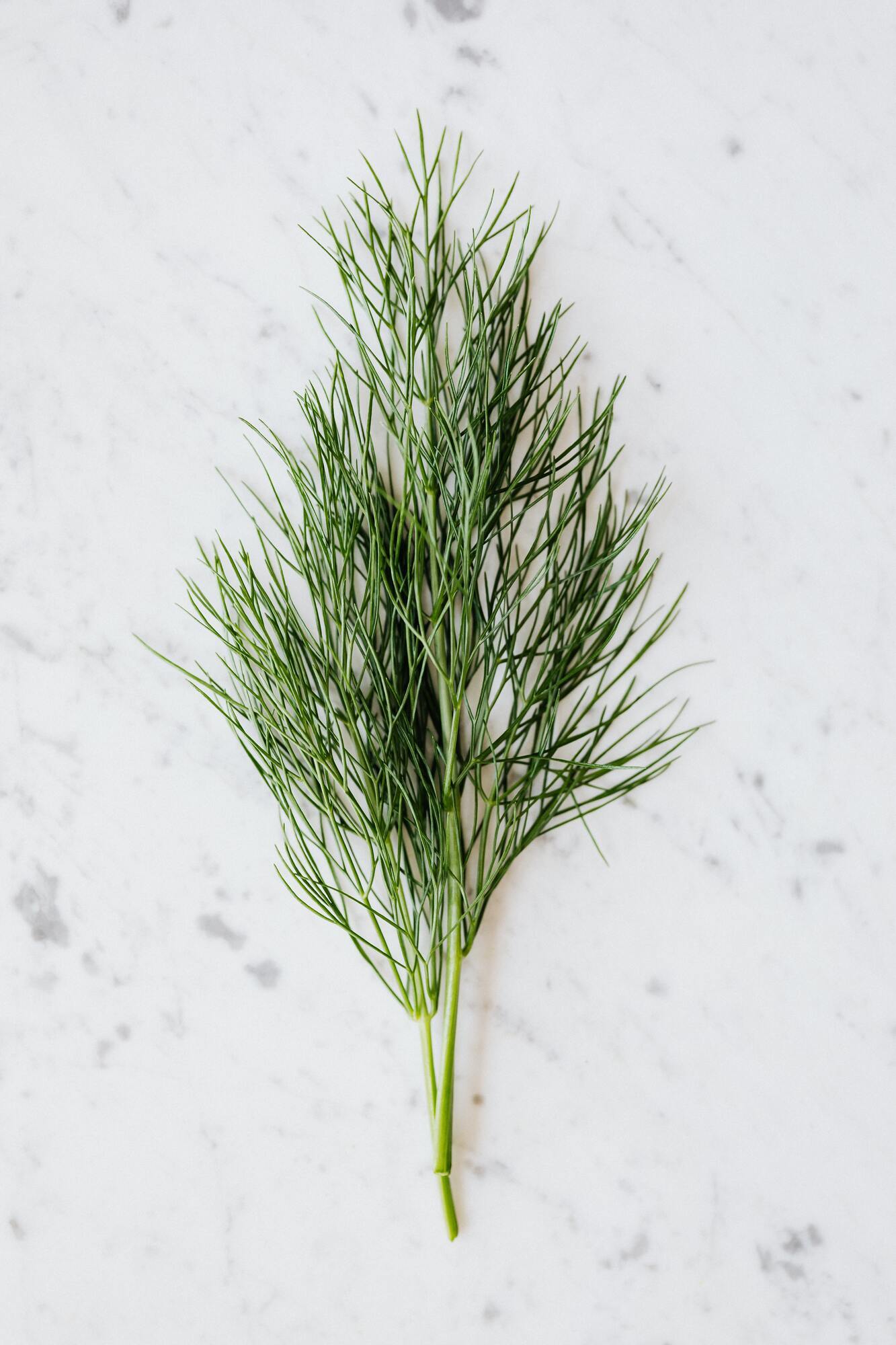 Fresh dill