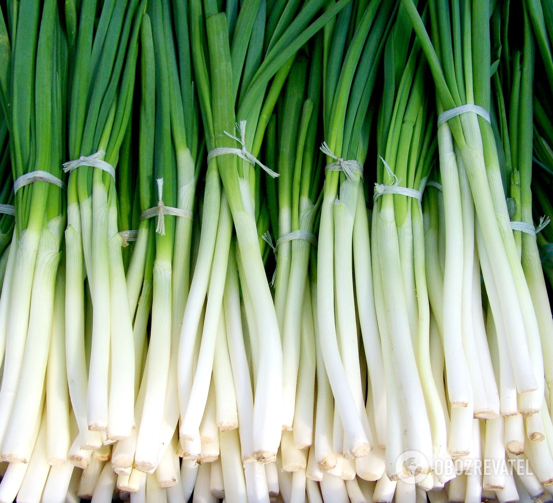 Green onions for a dish