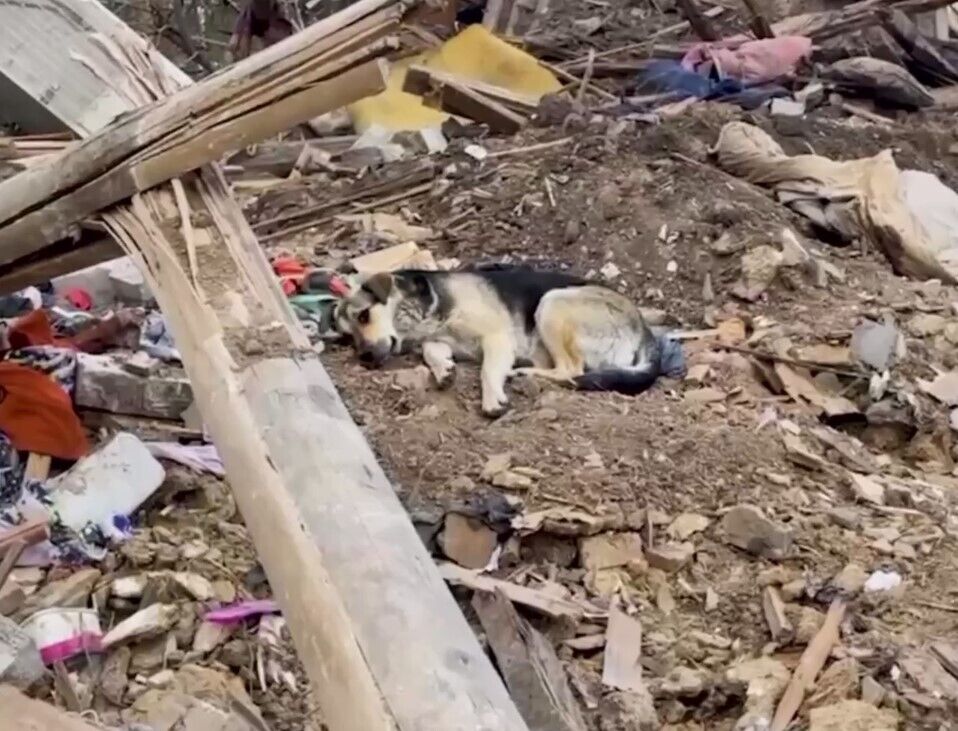 Pies na ruinach domu, region Dniepru. Kadr z filmu autorstwa Suspilne Odesa