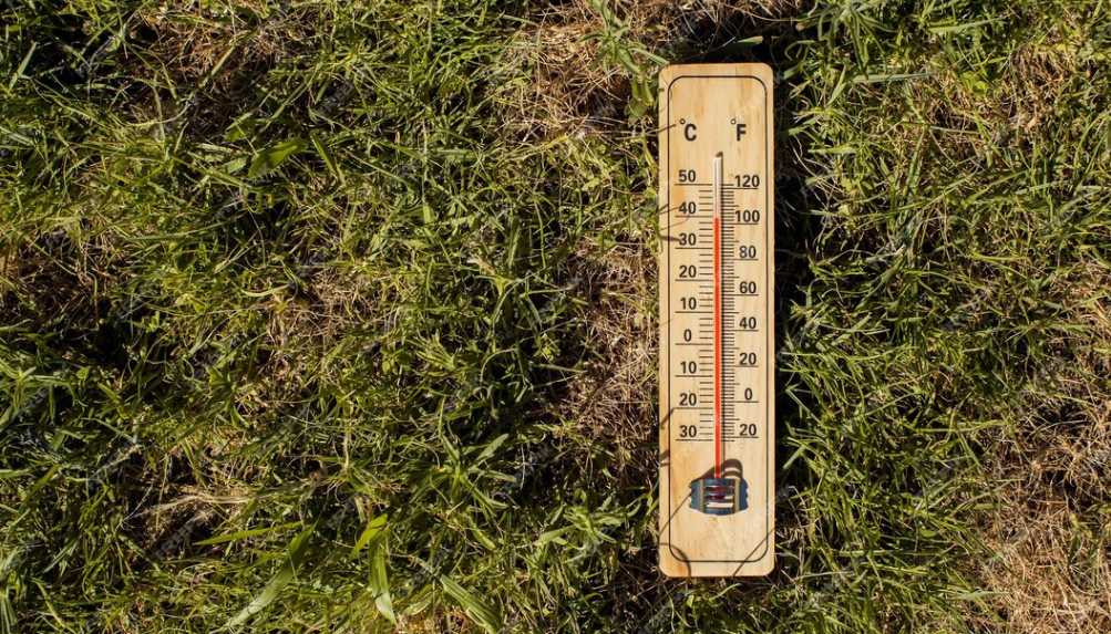 How to check soil temperature before planting vegetables: easy ways