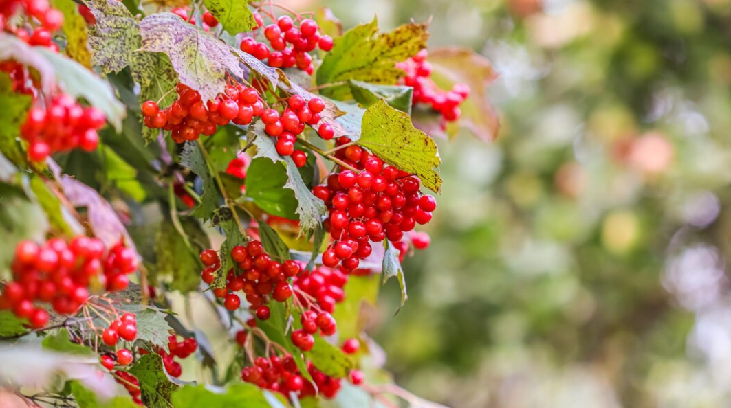 Where to plant viburnum: what conditions are suitable for the bush