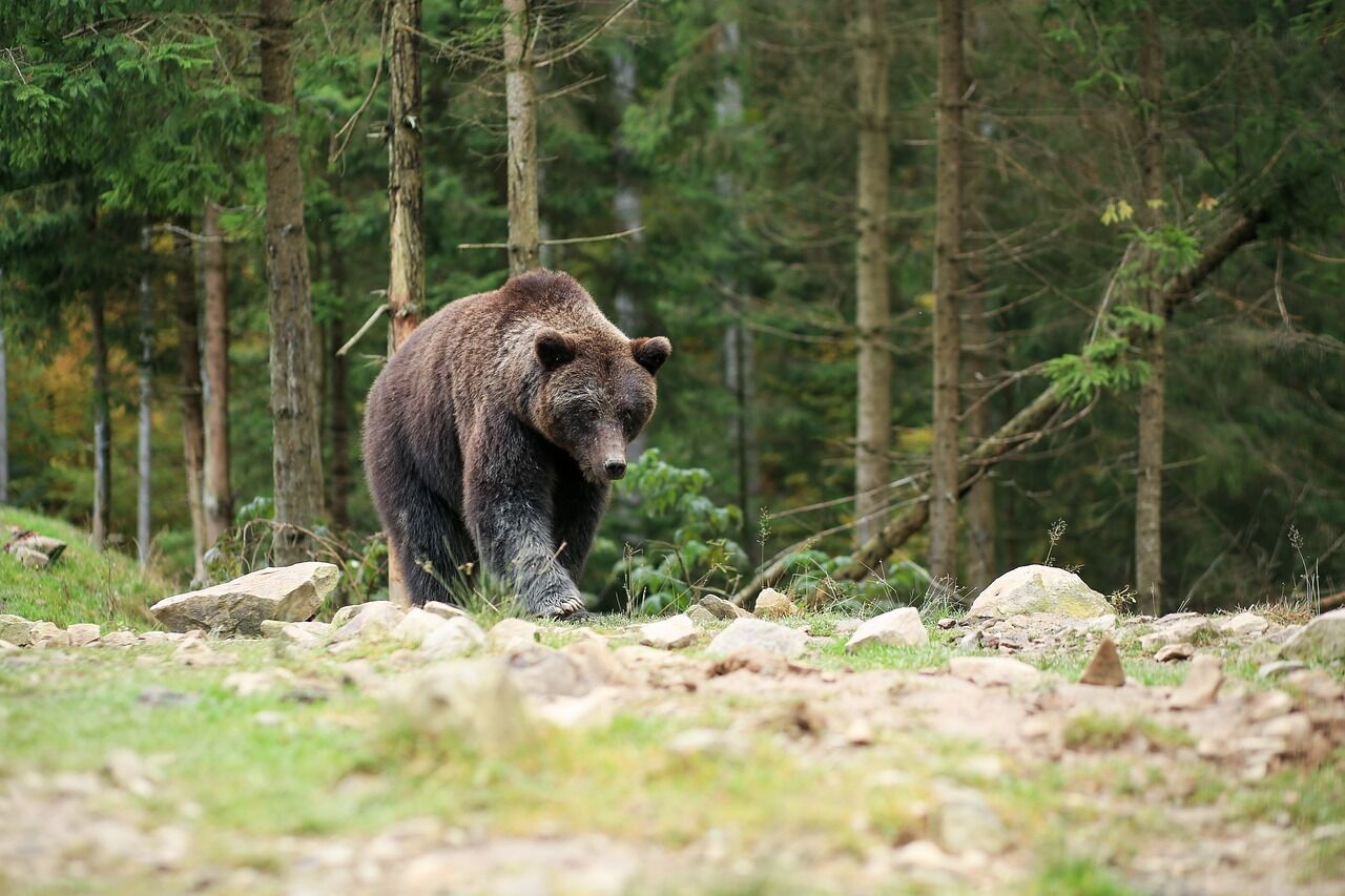 Niedźwiedź atakuje kobietę w Rumunii