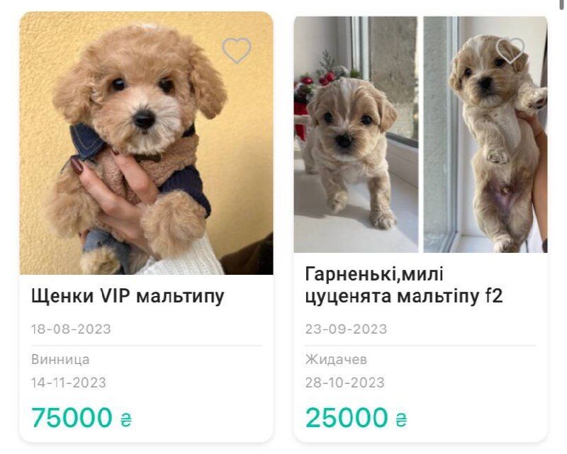 Maltipoo prices on a website for dogs for sale