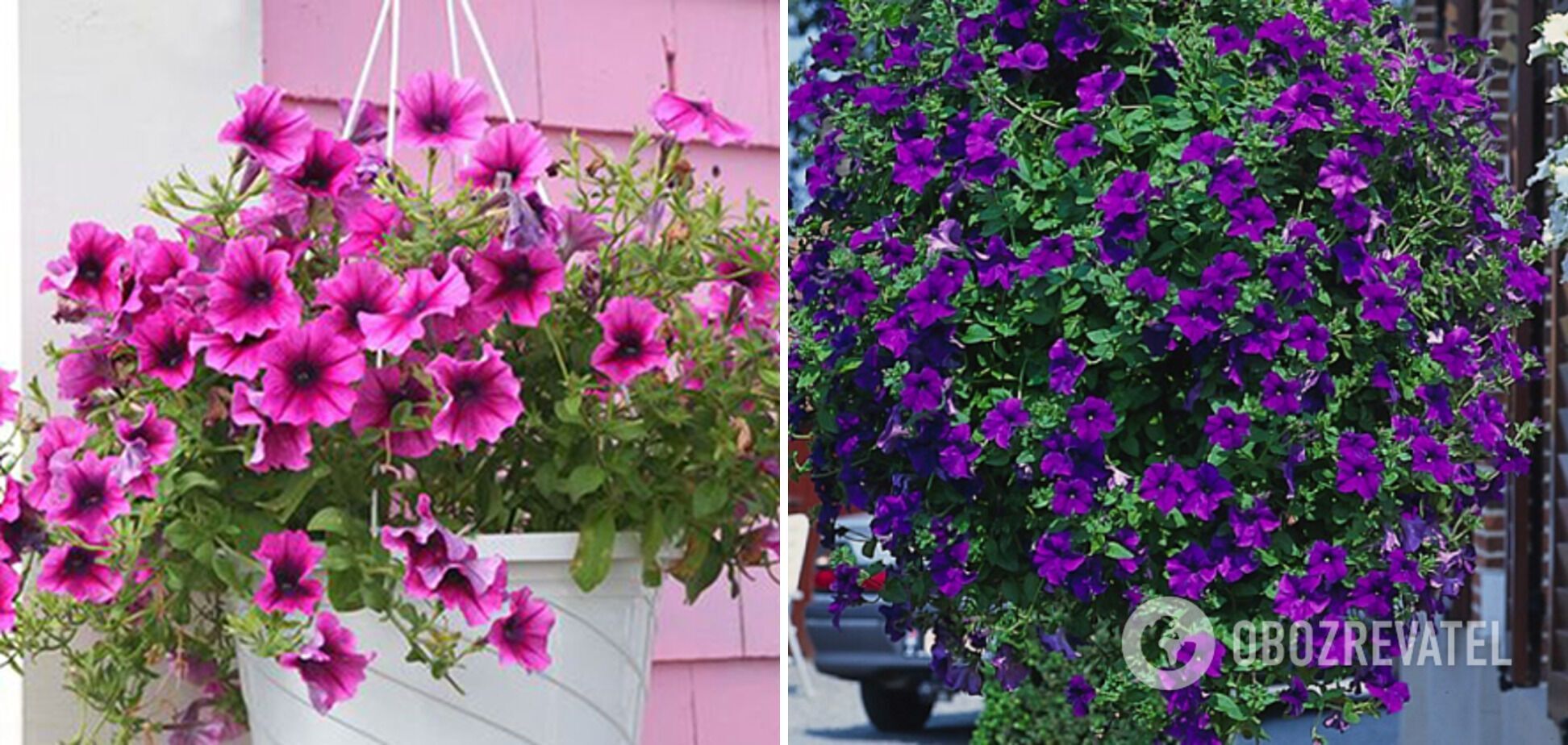 Which petunias are best to plant on the balcony: how to care for flowers properly