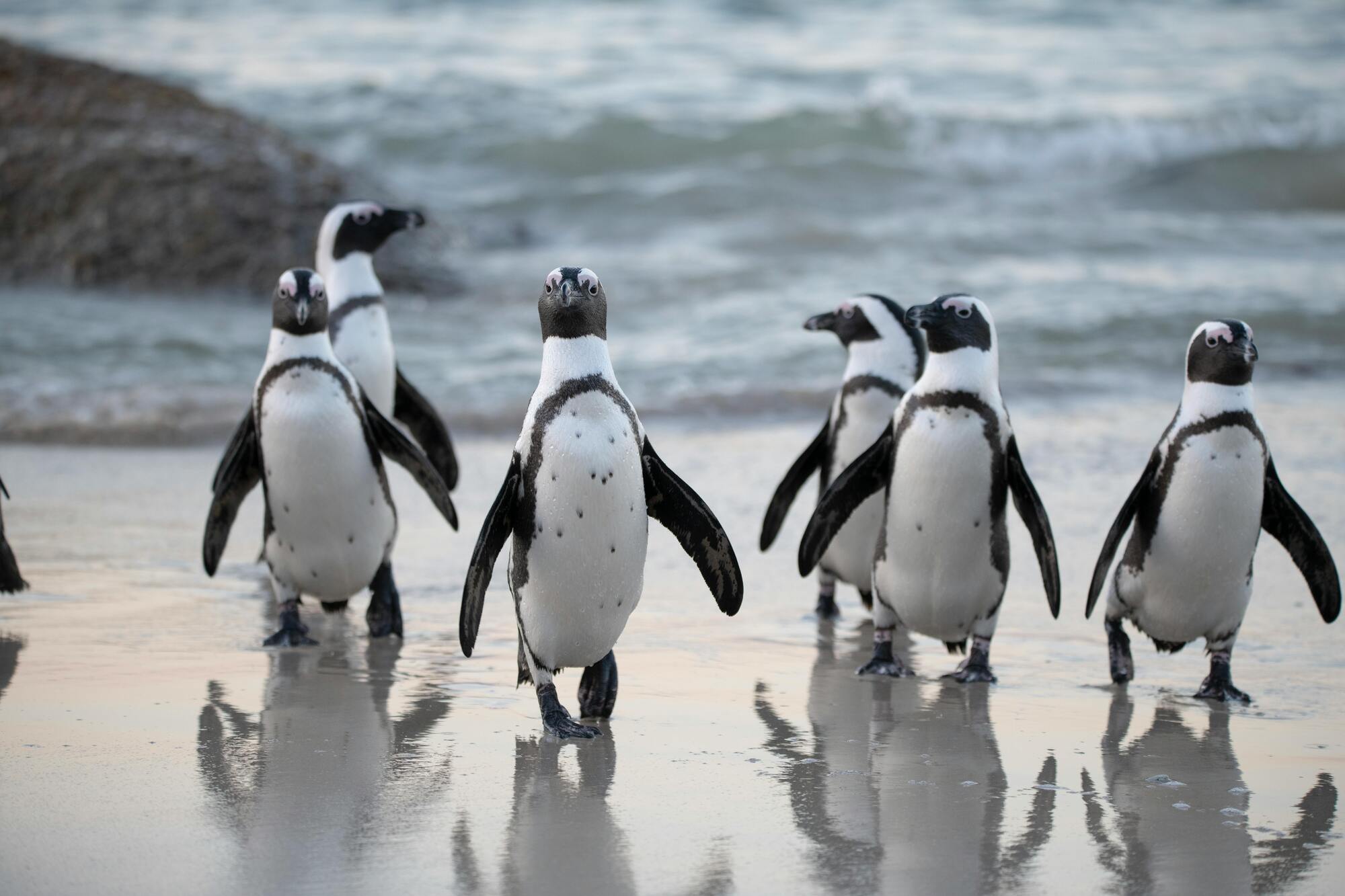Brak równowagi lodowej ma negatywny wpływ na populację pingwinów.