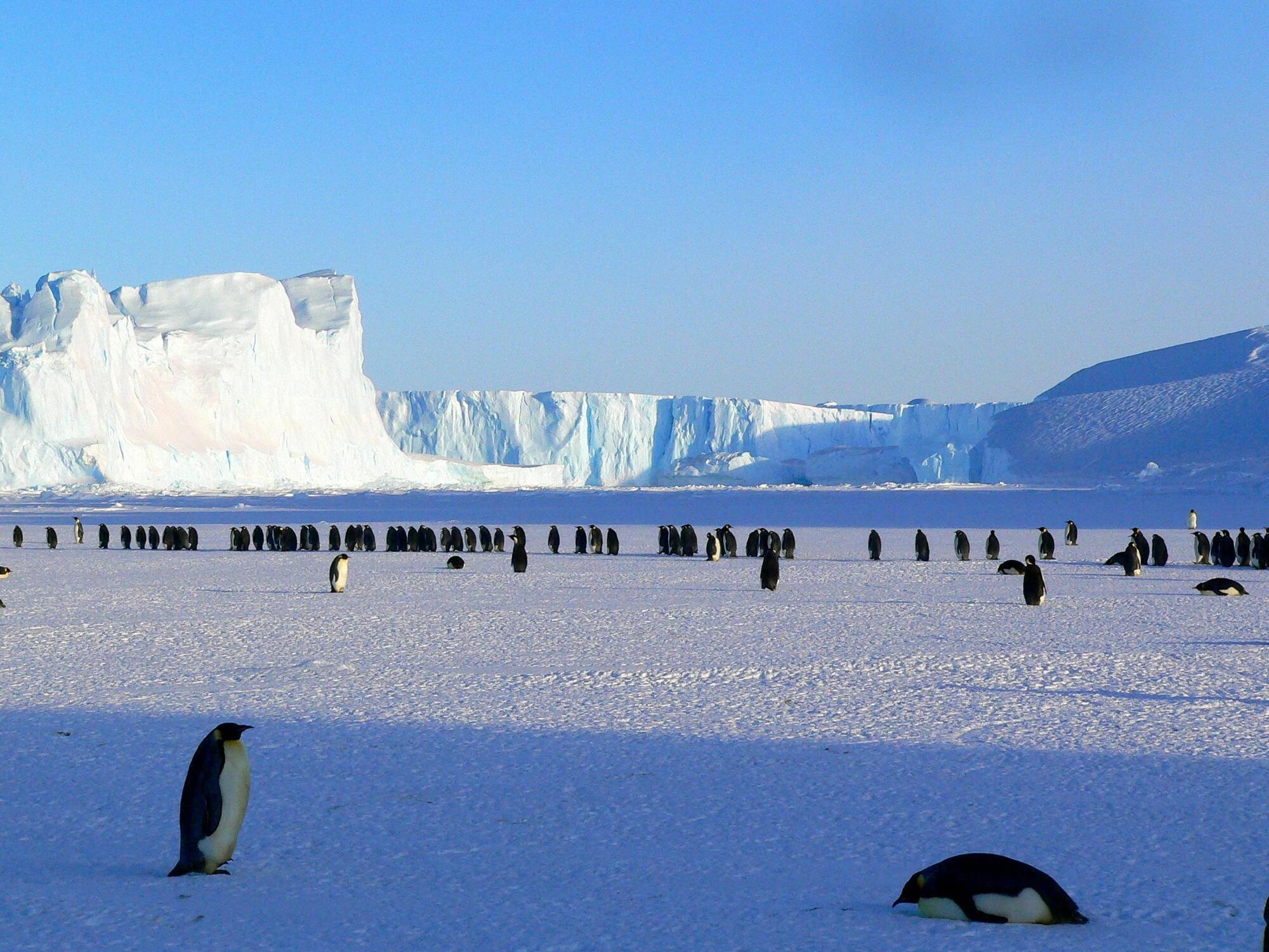 Antarktyda jest domem dla wielu żywych istot.
