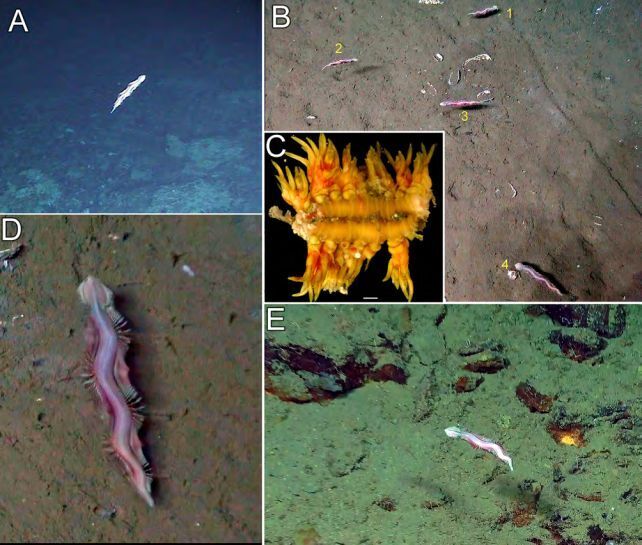 Przerażające stworzenia odkryte w najciemniejszych głębinach oceanu: zdjęcia opublikowane