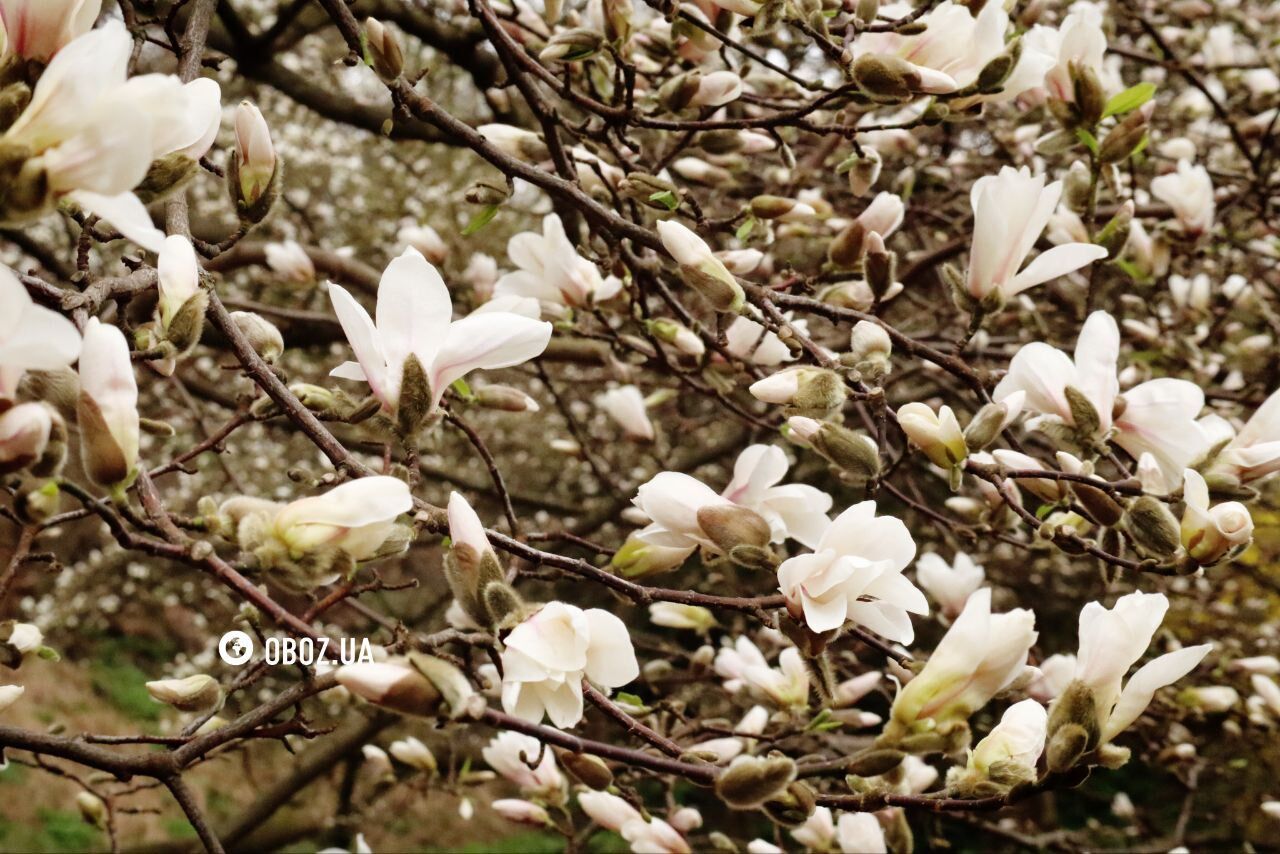 Sakura and magnolia blossoms in Kyiv: where to see them. Photo report