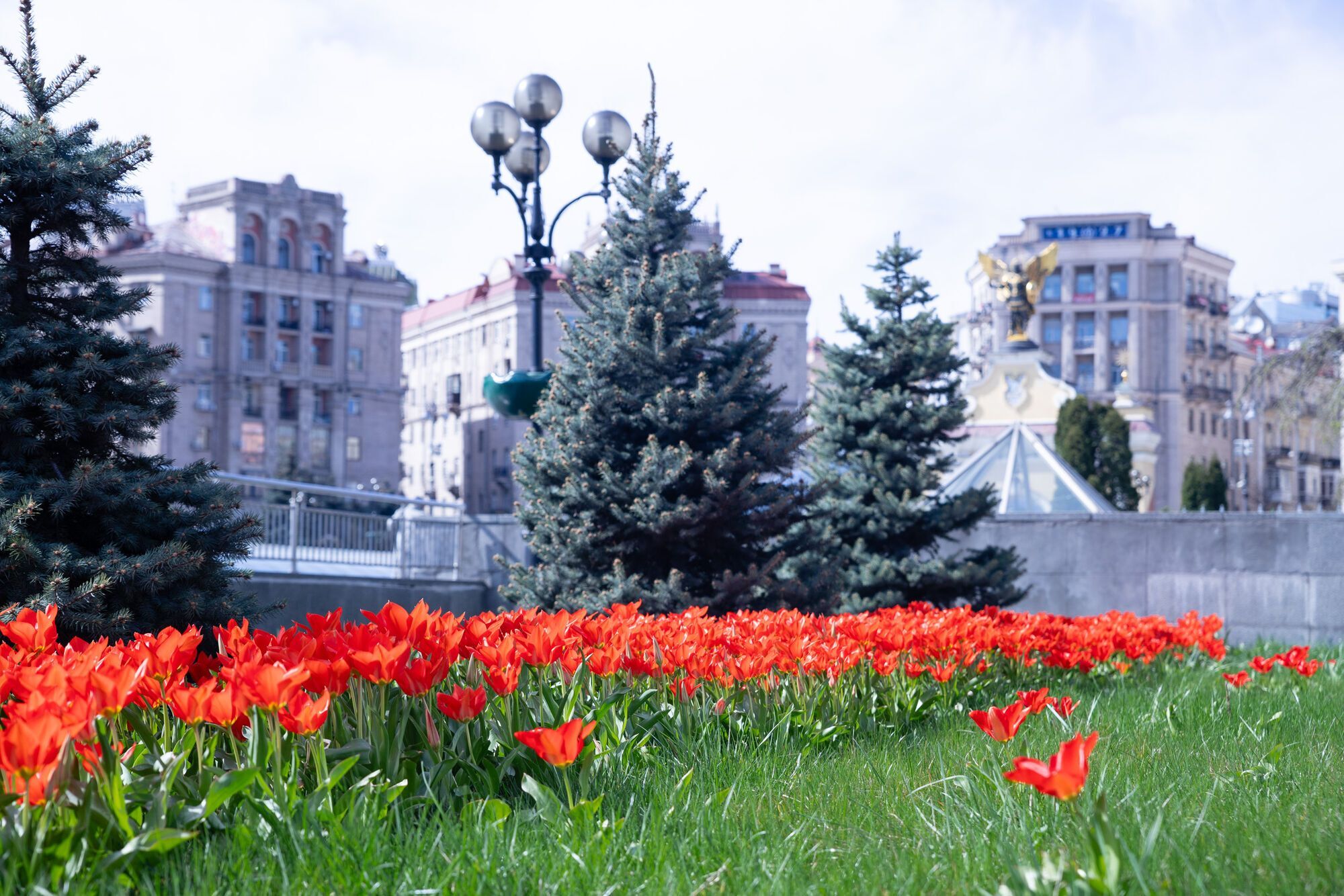 Tulipany zaczynają kwitnąć w Kijowie