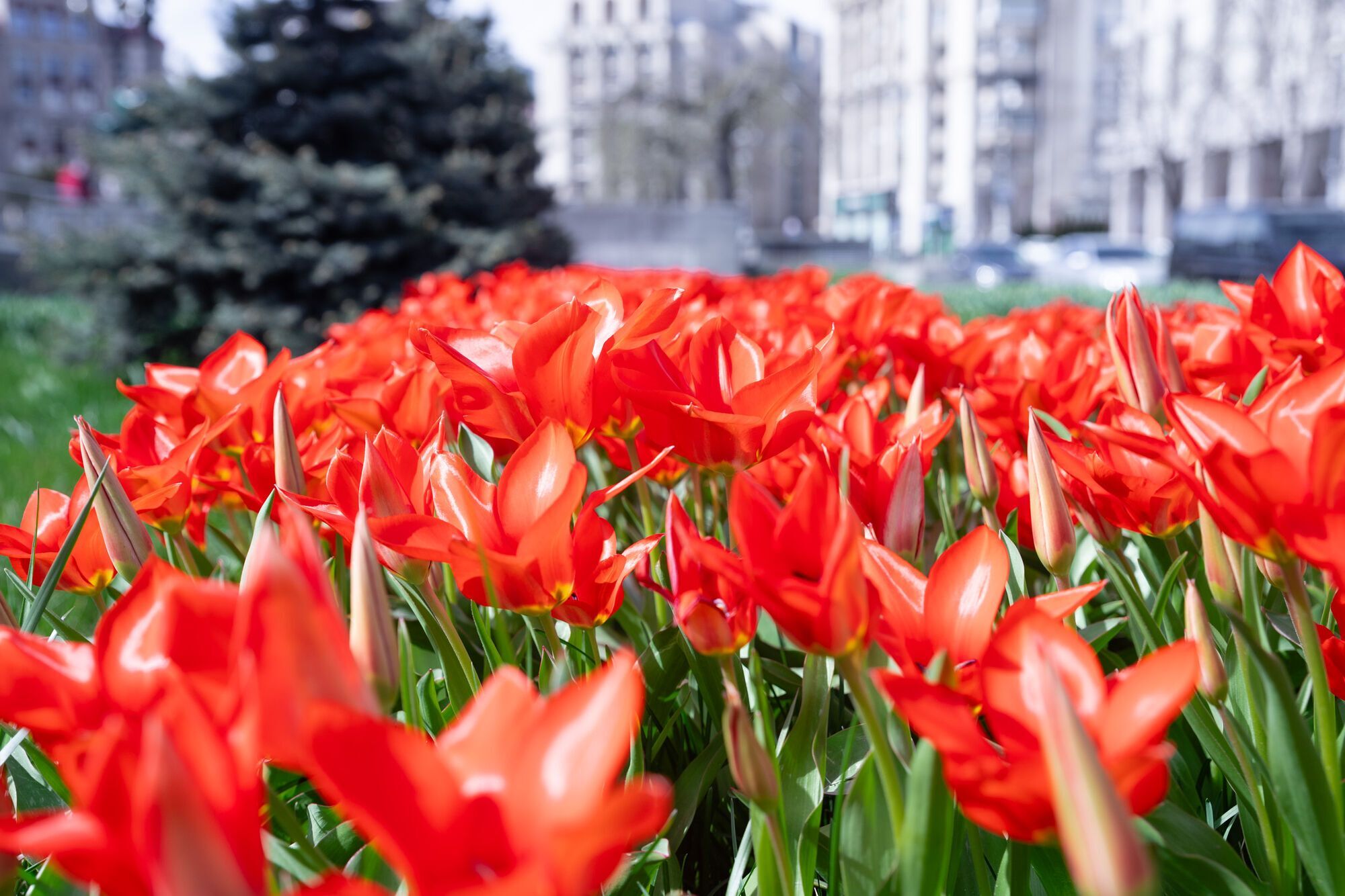 Tulips are already blooming in Kyiv: where you can see the beauty. Photos