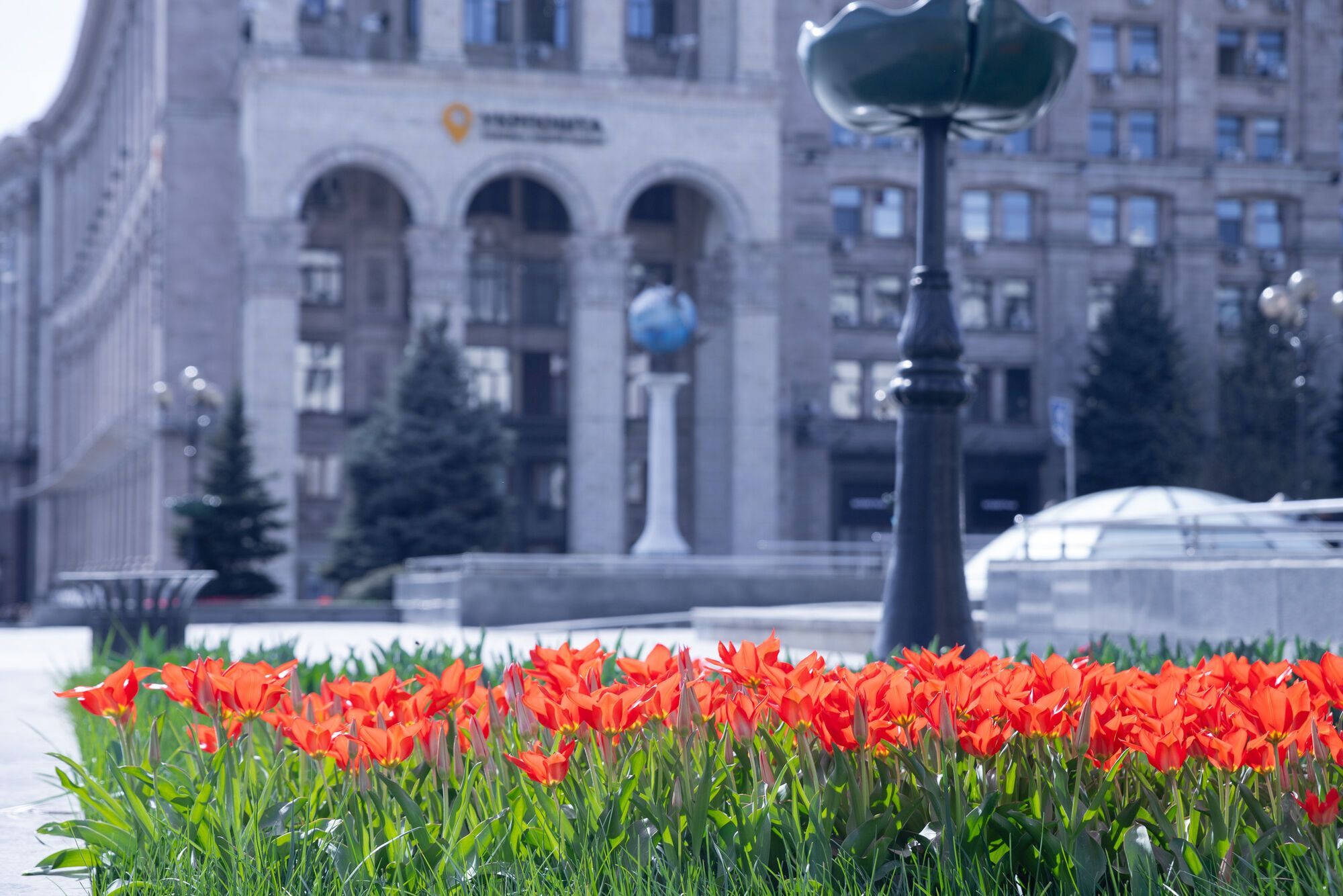 Tulipany zaczynają kwitnąć w Kijowie
