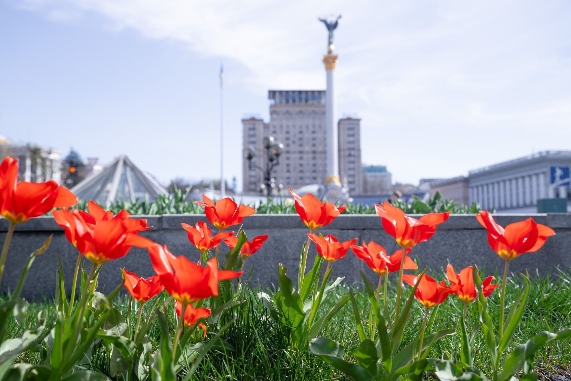 Tulips are already blooming in Kyiv: where you can see the beauty. Photos