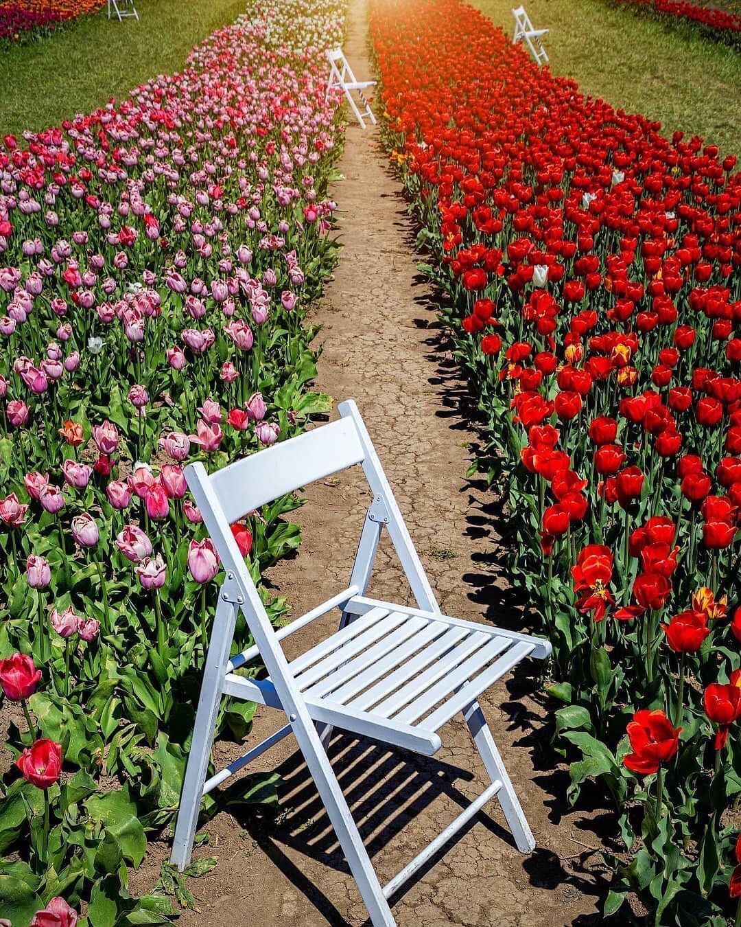 ''Ukrainian Holland'': the best parks throughout the country where you can admire the blooming of flowers